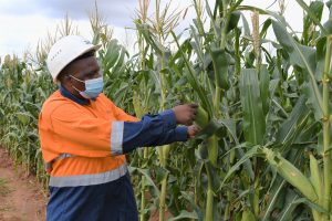 Environmental rehabilitation of mining site gaining momentum – Kenya News Agency