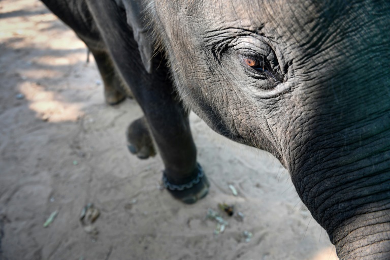 Video shows abusive taming of baby elephant for Thai tourism » Capital News
