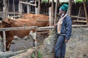 Igembe farmer benefiting from dairy farming in a miraa-dominated zone – Kenya News Agency