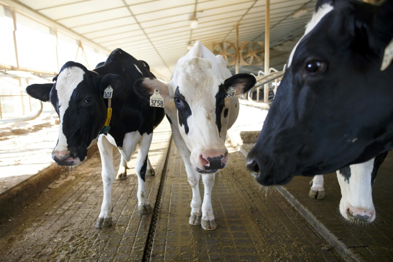 Why dairy farmers should be supported to access markets » Capital News