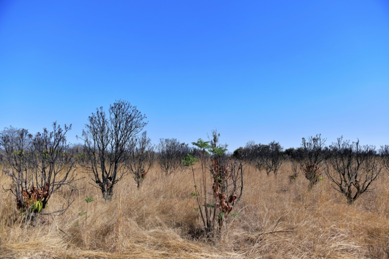 Zimbabwe repossessing unused land from black farmers » Capital News