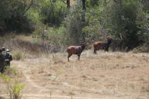 Kenya targets to increase the population of endangered antelope species – Kenya News Agency