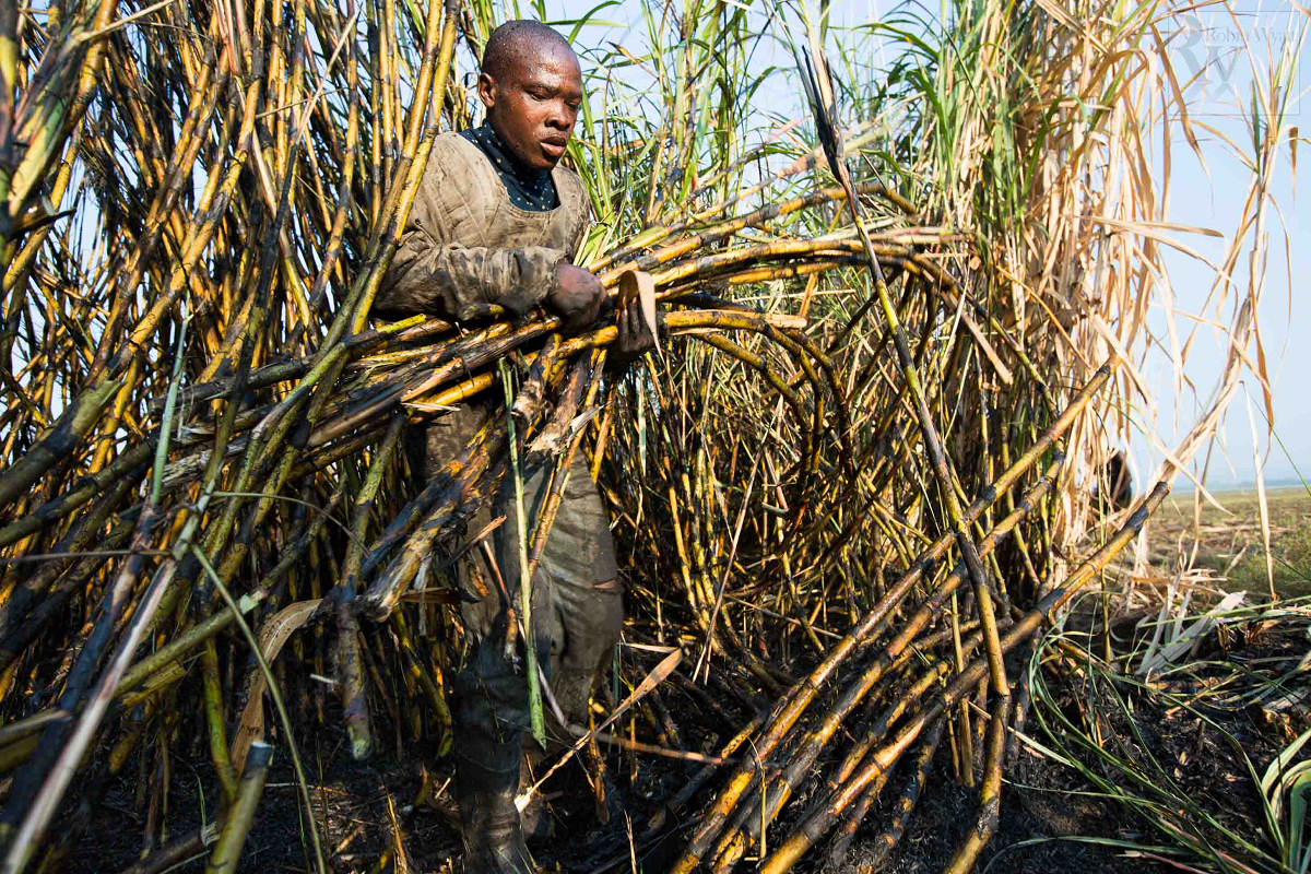 Gov't Announces Better Sugarcane Prices For Farmers