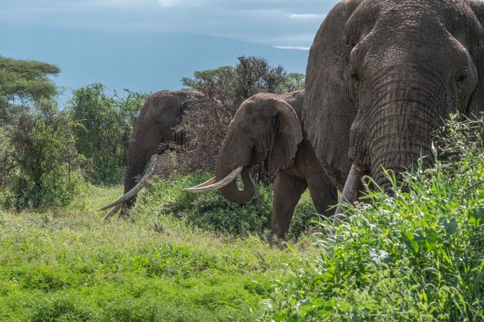 All You Need To Know About The Elephant Naming Festival