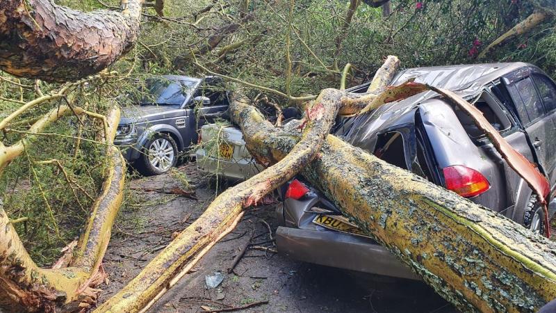 Five vehicles damaged, one injured after tree crashes in Naivasha camp