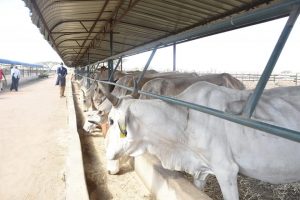 Governor Mvurya commissions feedlot farm – Kenya News Agency