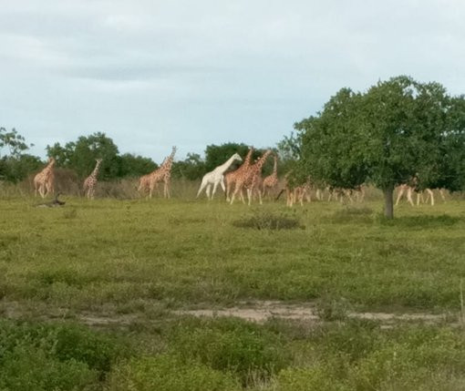 Rare white giraffe spotted at Ishaqbini Hirola Conservancy: The Standard