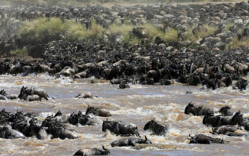 Maasai Mara roars back to life ahead of wildebeest migration