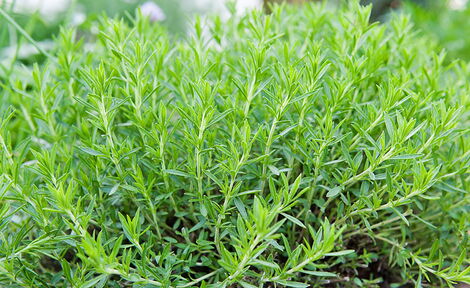 An image of Tarragon plantation.