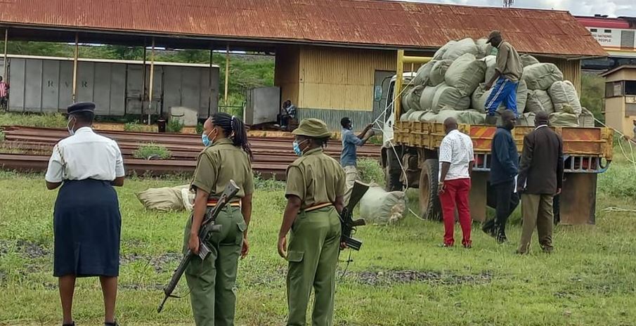 2.5 Tonnes of Marijuana Worth Sh76m Destroyed in Makueni