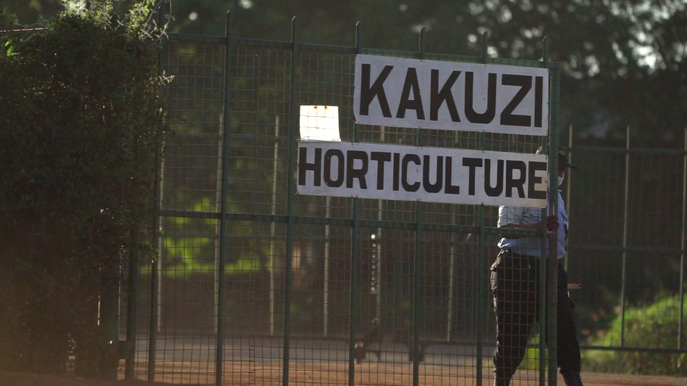 Kakuzi Abandons ‘Vexatious’ Lawsuit Aimed At Silencing Critics On Rights Abuse At The Avocado Farm