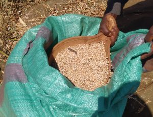 New varieties of pigeon peas to boost production – Kenya News Agency