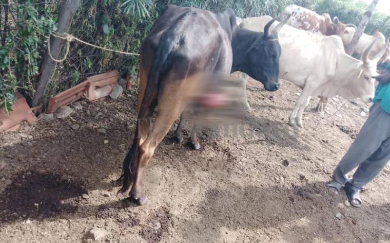 Police pursuing attackers who killed 31 cows, injured 28 more