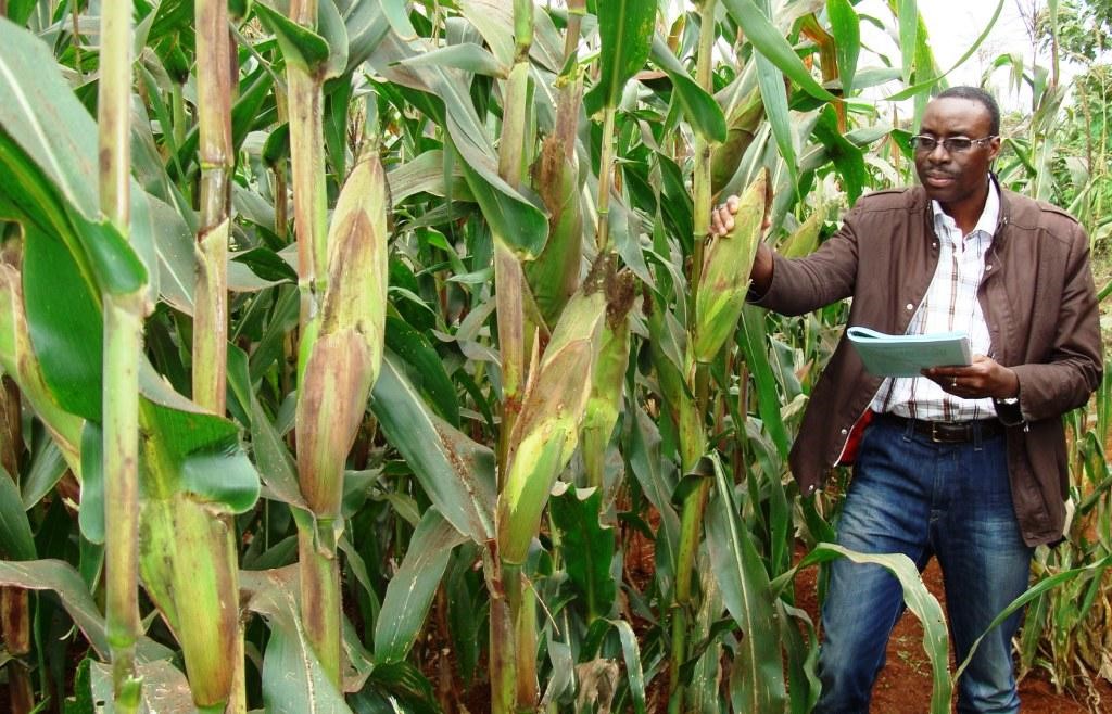 Scientists Confident of Developing Maize Varieties Resistant to Stemborers After Breakthrough