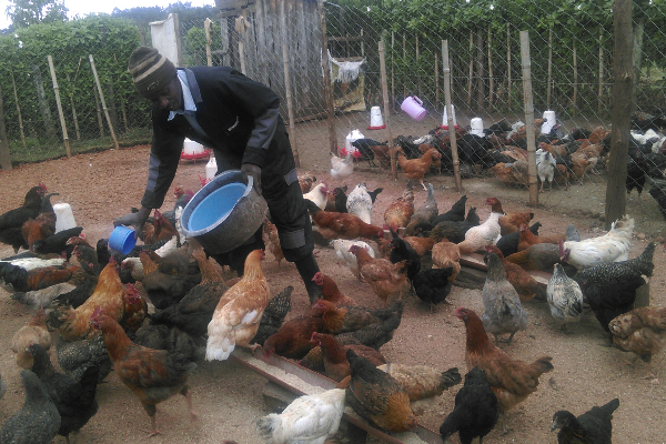 How I make Sh. 48,000 monthly from selling kienyeji eggs