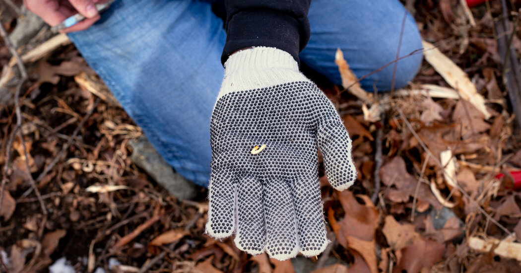 Opinion | An Invasive Insect Threatens Delmarva Westlands