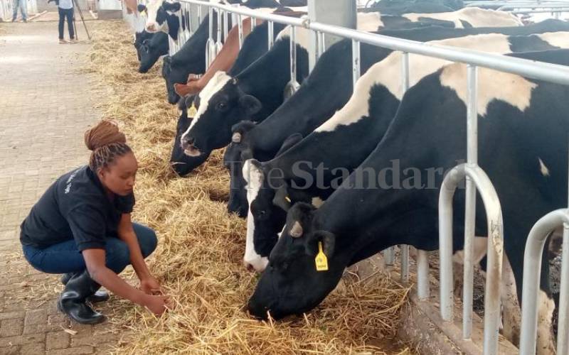 Farmers want ban on GMO crops lifted to save 'ailing' dairy sector
