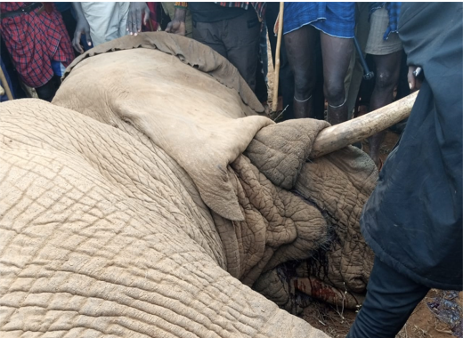 Rogue elephant killed in Mosiro, Kajiado – Kenya News Agency