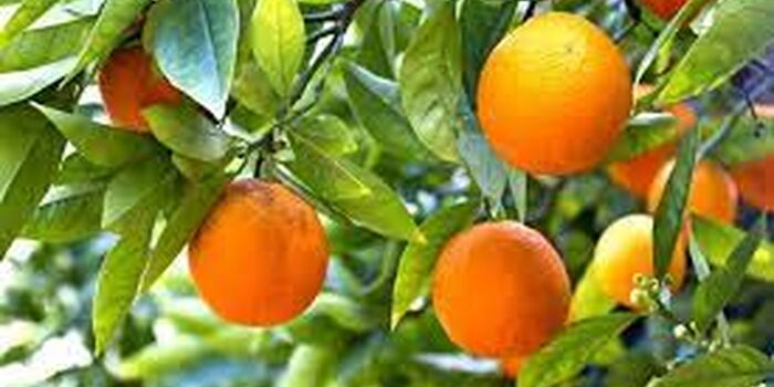 Pixie Fruit: Rare Crop Making Millions For Kenyan Farmers