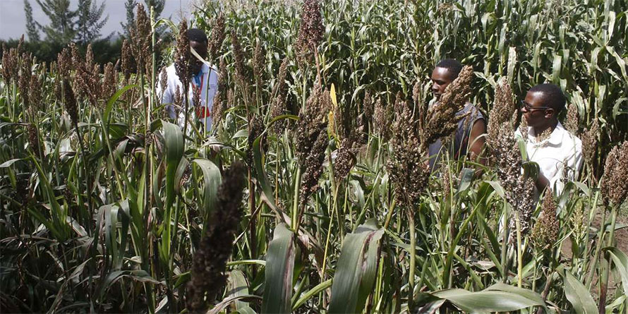 Makueni farmers back to contract sorghum farming on new seed variety