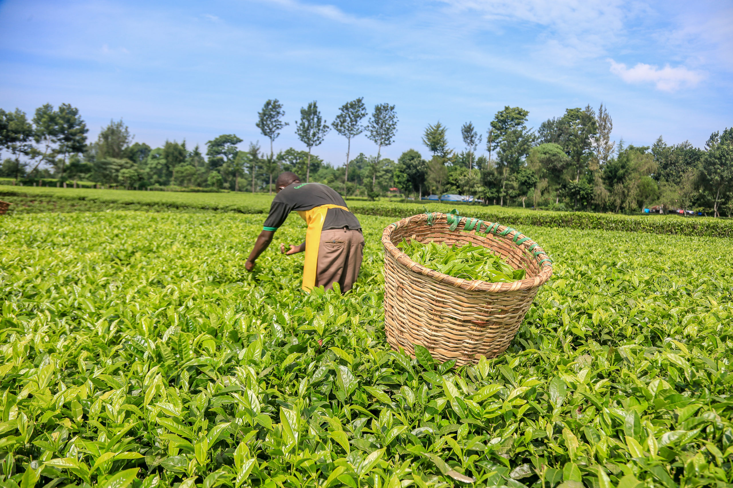 Tea prices decline at auction as traders withdraw huge volumes