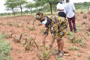 Mwingi Women Form Economic Empowerment Group – Kenya News Agency