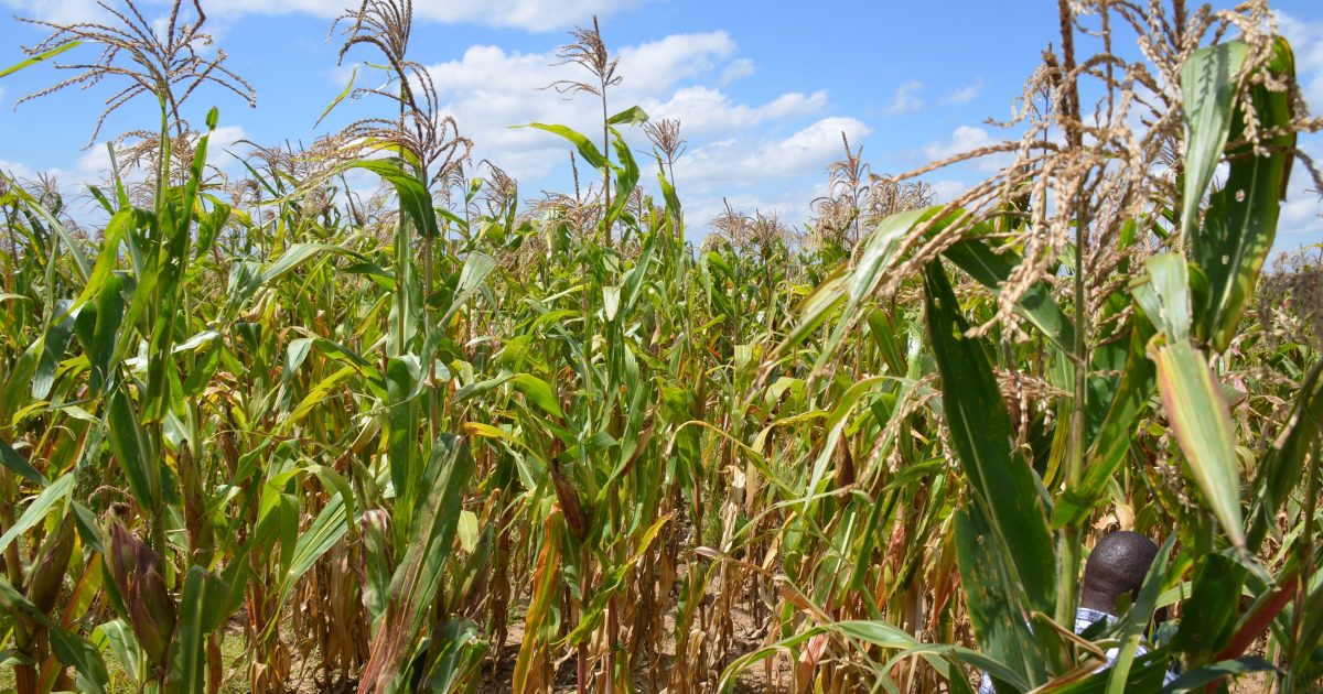 NCPB announces new maize purchasing price of Sh3, 000 per bag – Kenya News Agency