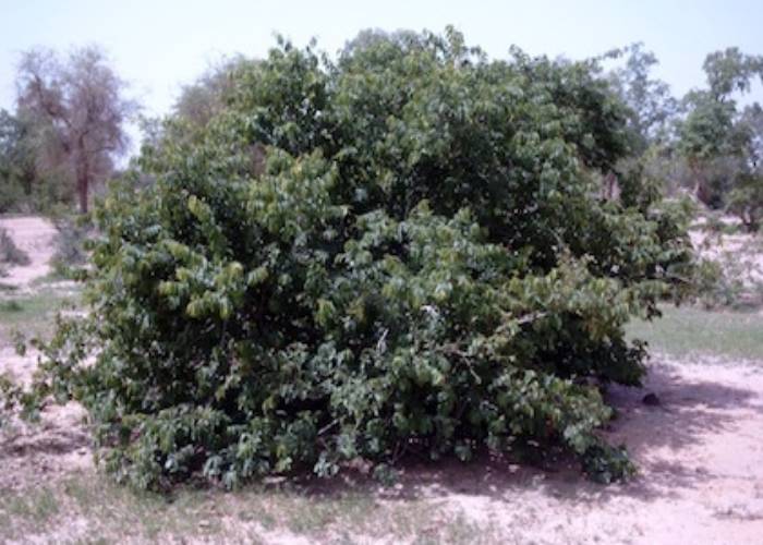 Stop defecating in bushes; it pushes up health budget, Govt. to Embu residents