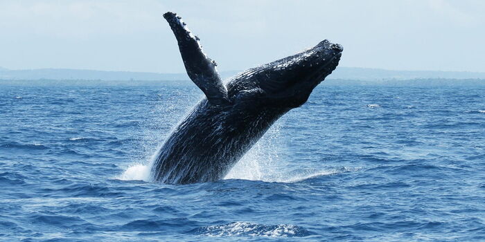 Whale Migration Spectacle Witnessed in Kilifi [VIDEO]