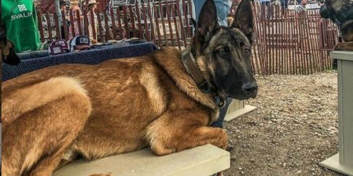 How Kenyan Dog Inspired American Woman to Build Multi-million Empire