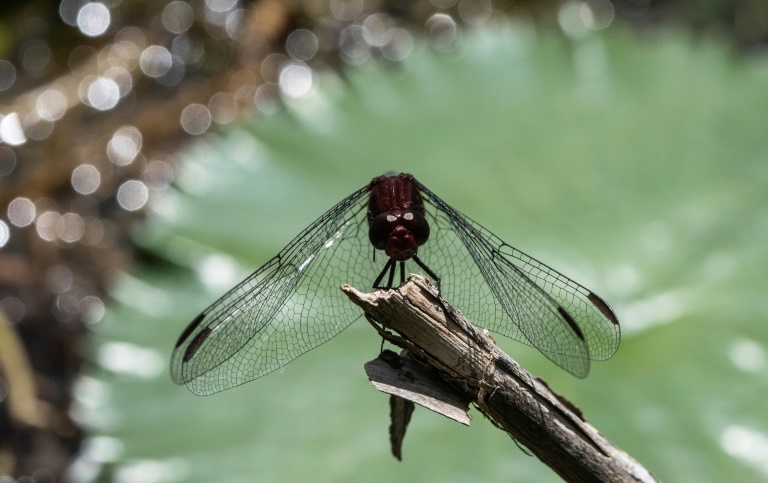Wetlands destruction driving 'sensitive' dragonflies to brink » Capital News
