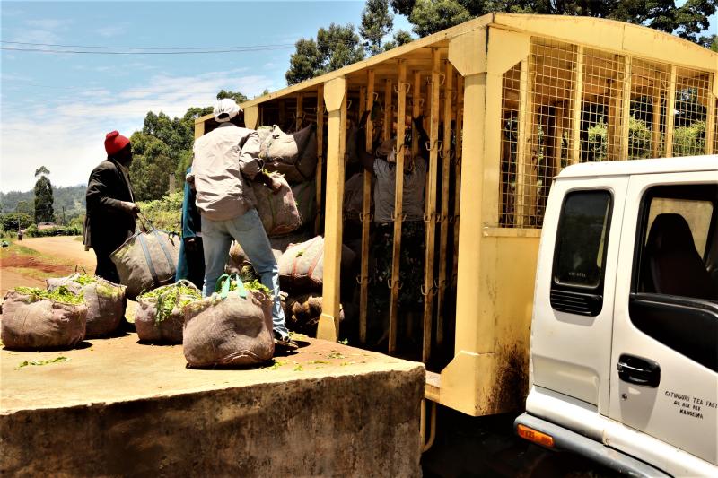 Hope for tea farmers as factories draft fresh contracts with KTDA