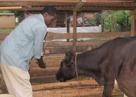 I lost Sh. 280,000 when I started dairy farming
