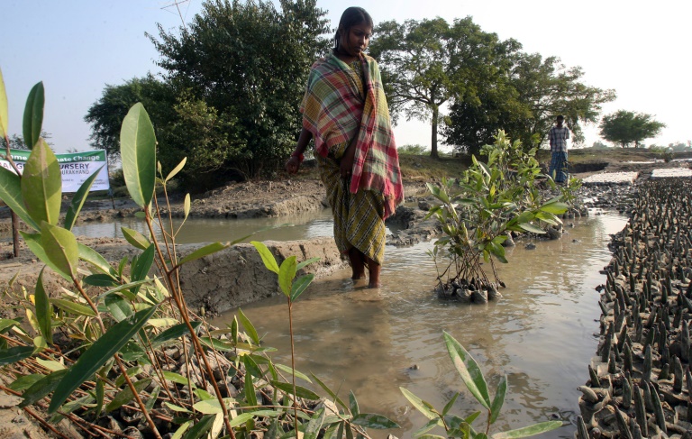Women plant mangroves to bolster India's cyclone defences » Capital News