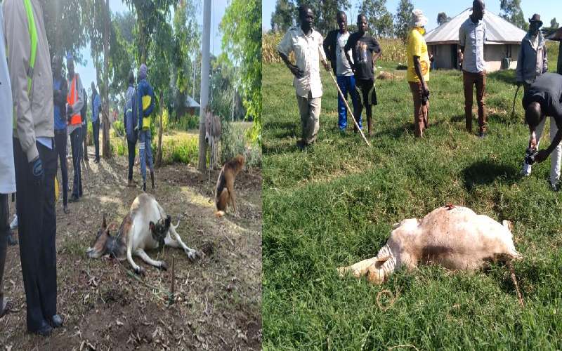 Two suspects arrested for allegedly killing 49 cattle, injuring 170