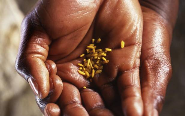 Number of hungry Kenyans swells to 2.3m in seven years: The Standard