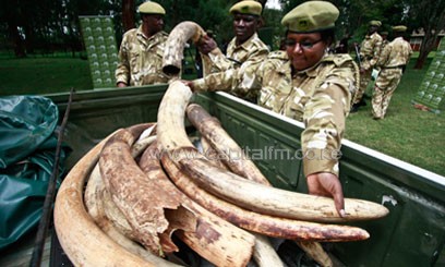 Kenya arrests suspected poacher, recovers elephant tusk in southeast area » Capital News