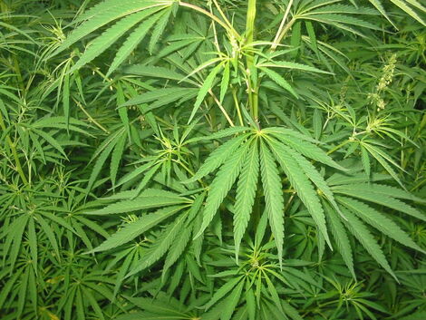 How Kenyan Made Ksh147 Million From Bhang Juice