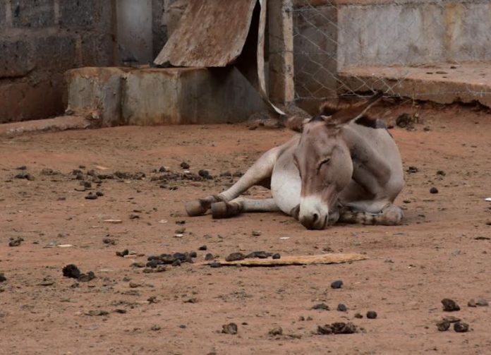 Donkey Skin Trade Hijacked By Organised Crime - Report