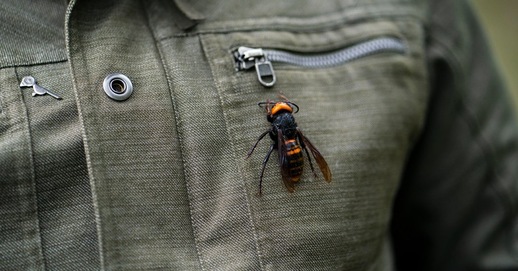 ‘Murder Hornets’ in the U.S.: The Rush to Stop the Asian Giant Hornet
