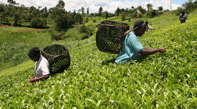 Tea farmers to benefit from Shs1.1bn grant issued to Family Bank