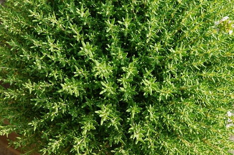 An aerial view of Thyme plantation.