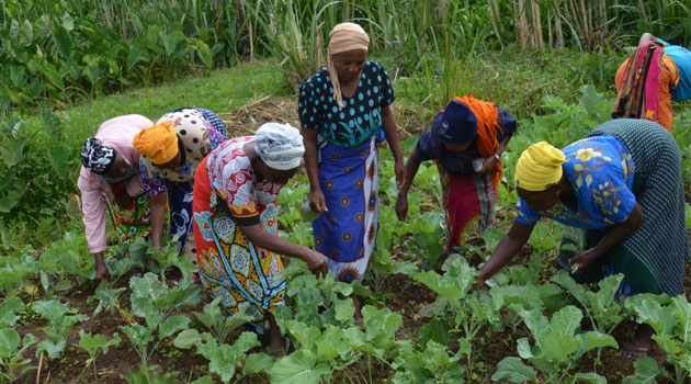 Rural farmers turn to vegetable farming to end market dependence as prices soar » Capital News