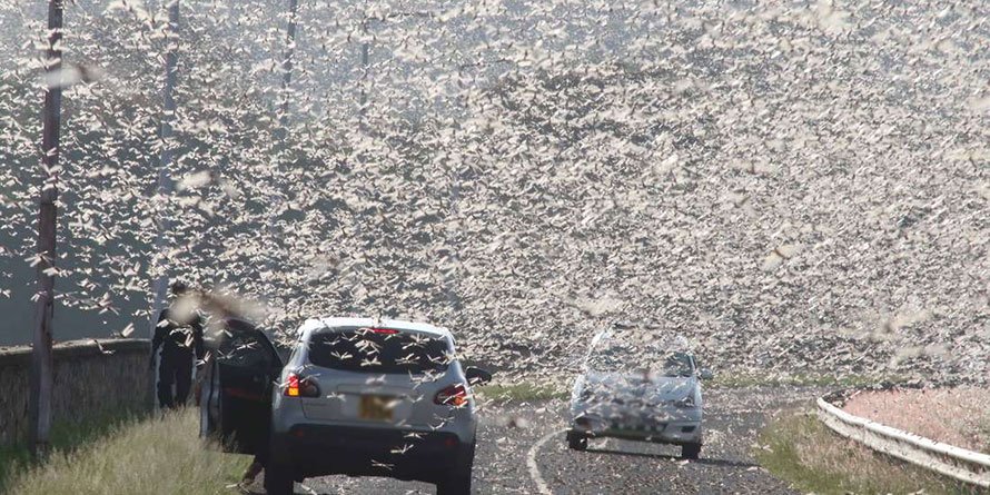 Biden mulls team to help Kenya mitigate effects of locust invasion