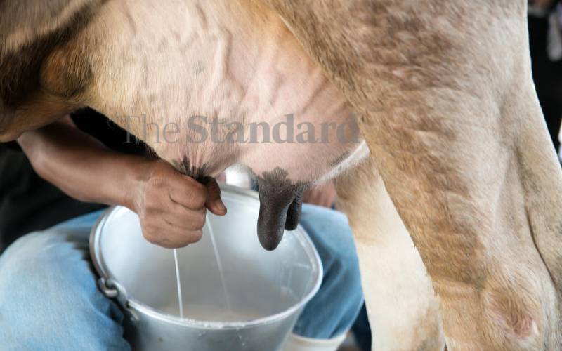 Milk production drops as dry spell persists in North Rift region