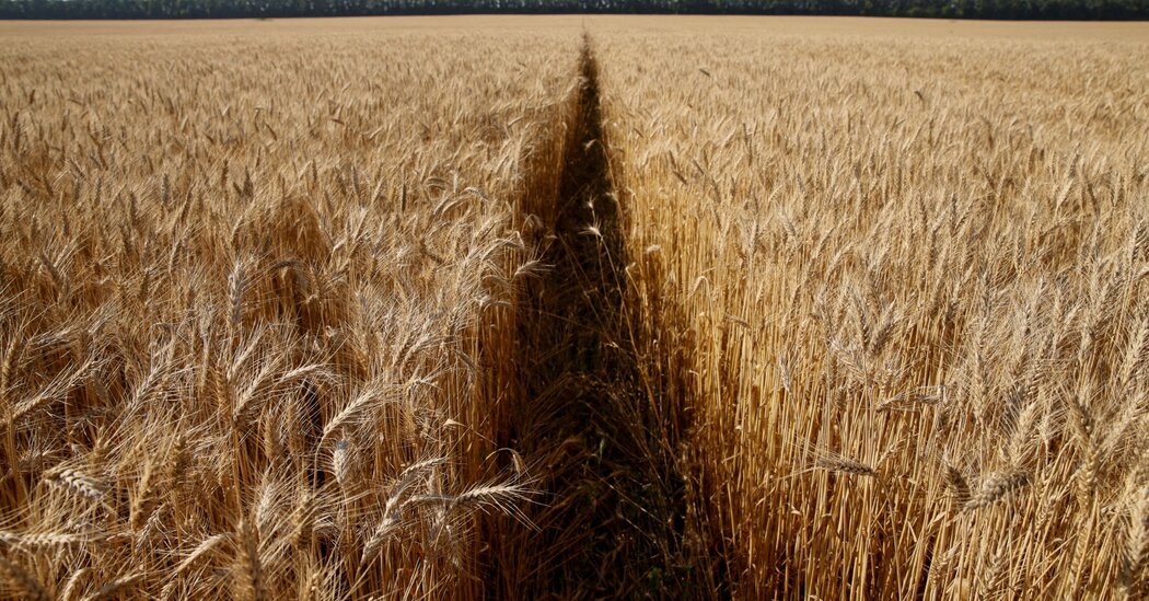 How the War in Ukraine is Creating a Global Food Crisis