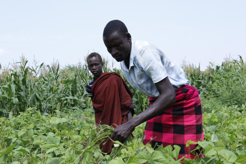 Greener pasture for cattle rustler who ditched his gun for the jembe