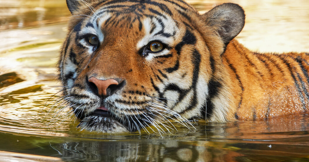 Tiger Bites Arm of Man Reaching Into Enclosure at Florida Zoo, Officials Say
