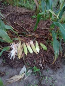 Crows causing havoc to maize crop in Kaloleni