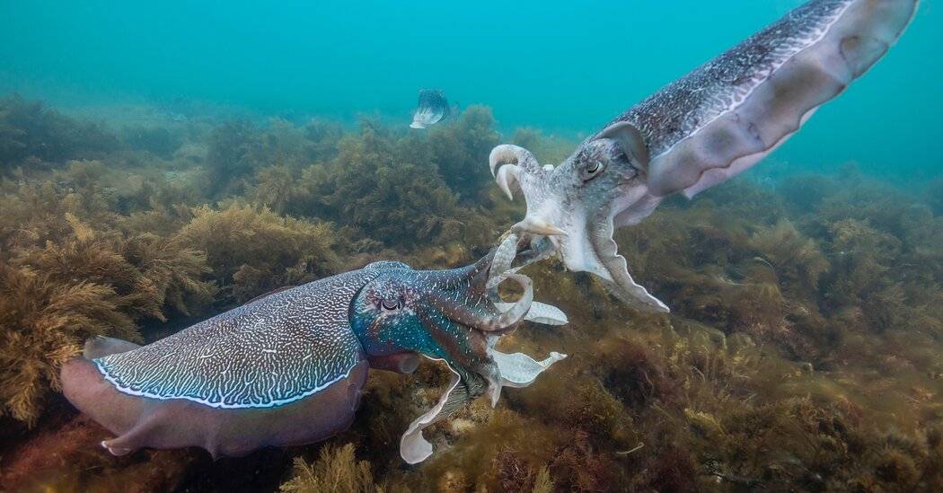 Did a Cuttlefish Write This?